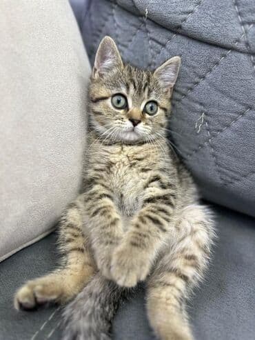 собака отдам в хорошие руки: Табби, Самец, В добрые руки — 1