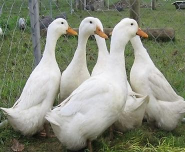 qaz ördey: Temiz pekin ordeyleri yumrtasi 90 faiz mayalı siferis önceden veresiz — 1