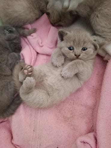 gence pisik: Britan — 5