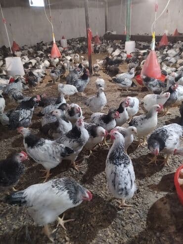 çoban iti balası: Toyuq cücələri, Ətlik, Ünvandan götürmə — 1