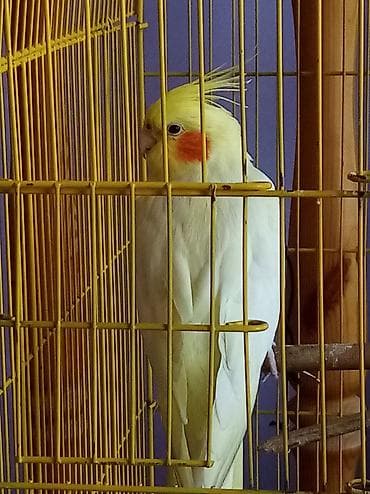 Karella erkək. Böyük qəfəs, su və yem qabı yellencek lalafo.az -da Karella erkək. Böyük qəfəs, su və yem qabı yellencek