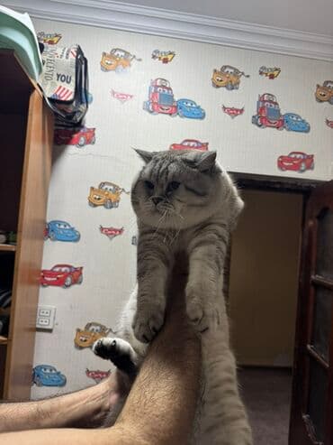 Iran Khodro: Britan — 14