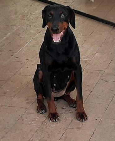 İtlər: Doberman, 10 ay, Dişi, Ünvandan götürmə