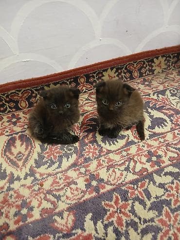 İki ədəd balaca bal paltarlı pişik balası - Rəng: tünd