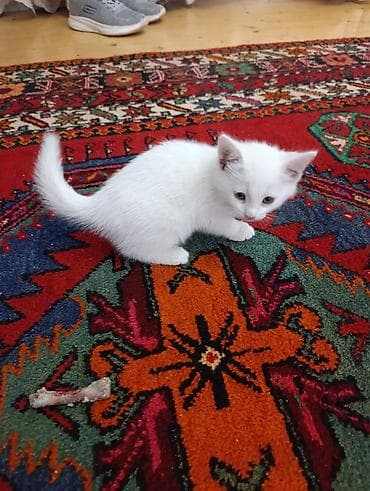 sort pişik: Yaxşı əllərə — 6