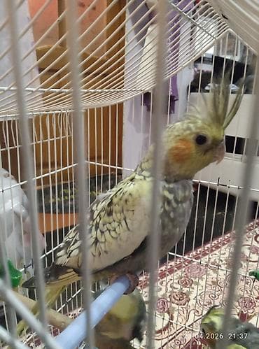 heyvanlar quslar: Məhsul: Nimfa tutuquşuları (Cockatiel) Tam sağlam karella — 1