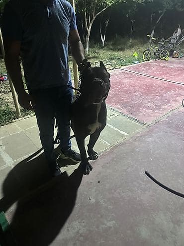 Kane-Korso, 2 il, Erkek, Cütləşmə üçün lalafo.az -da Kane-Korso, 2 il, Erkek, Cütləşmə üçün