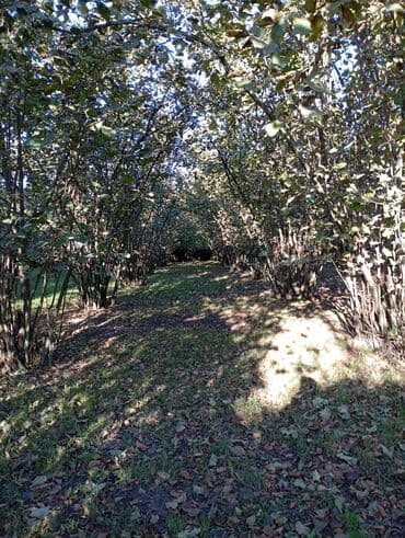 fatmayı torpaq: Kənd təsərrüfatı — 11