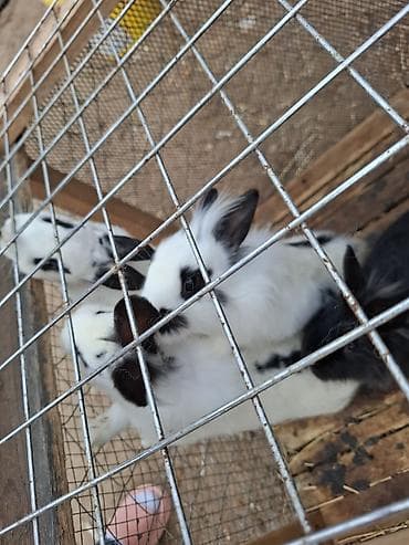 dovşan reks: Uzun tüklü, xallı dekorativ dovşan balaları - Növ: dekorativ/ev — 2