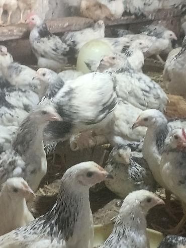 kreditle heyvan satisi: Toyuq cücələri, Ətlik, Ünvandan götürmə — 10