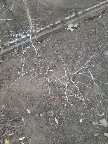 leylandra ağacı: İydə və innab tingləri .Ünvan Bilgəh.Razılaşma yolu ilə.Ağacların — 4