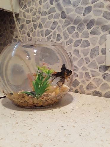 akvarium balaca: Şüşə akvarium dəsti - Dairəvi, şəffaf şüşə akvarium (balaca ölçülü — 8