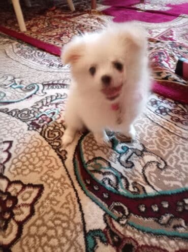 mehriban unun qiymeti: Шпиц, 3 месяца, Самка, С прививками, Платная доставка — 3