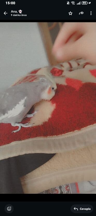 купить клетку для морской свинки: 9 aylıq korella təcili satılır 9 ayligdir erkekdir şu qabı yem qabı — 5