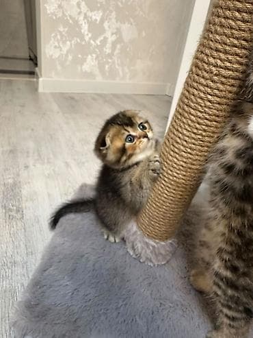 Sisal kəndirli pişik dırmaşma və dırnaq itiləmə dirəyi - Material