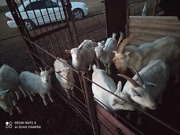 Saf qan saanen keçiləri.5eded bogazdilar sudlug kecilerdi lalafo.az -da Saf qan saanen keçiləri.5eded bogazdilar sudlug kecilerdi