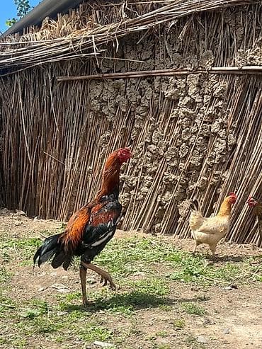 pulsuz pisik verirem: Heyratı 9aylıq Döyüşnə söz Ola Bilməz Boy Uzun Yekə Ayaq Pul Lazımdı — 1