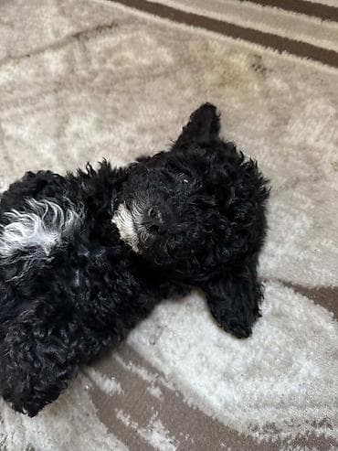 setter it cinsi: Pudel, Dişi — 2