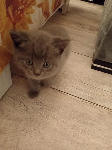 ev pisik: Britan — 3