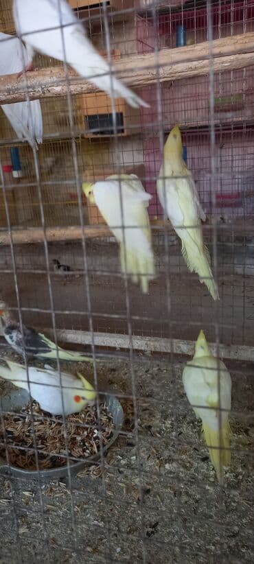 danışan tutuquşu satışı: Yeni dene dusmus balalardir — 3