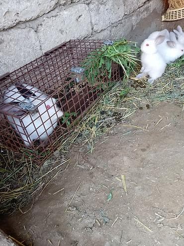 2 ayliq cuceler: Kaliforniya dovşan balaları. 30 günlük 8 manat — 4