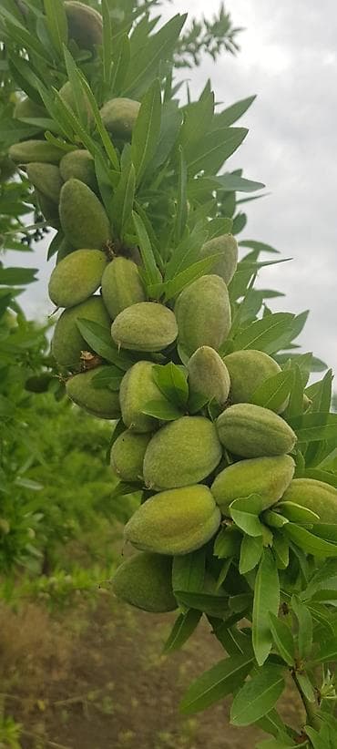 zanbaq: Badam bağı 8 yaşında. Şabranda 8 ha Badam bağı, ceşidi Feraduel və — 2