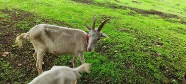 İtlər: Dişi, il: 2, Südlük — 5