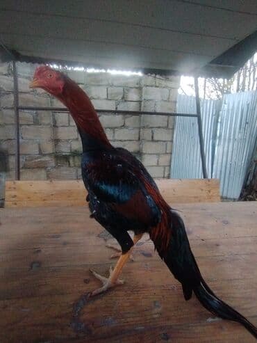 15 aprel yeni ayılib atlanmayıb barter yoxdur tergidirem deye ucuz