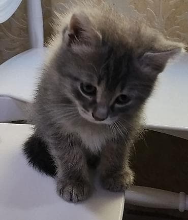 scottish: Şotland, Yaxşı əllərə — 2