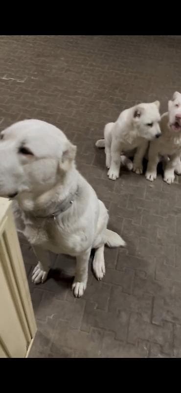 it sekisi: Alabay — 3