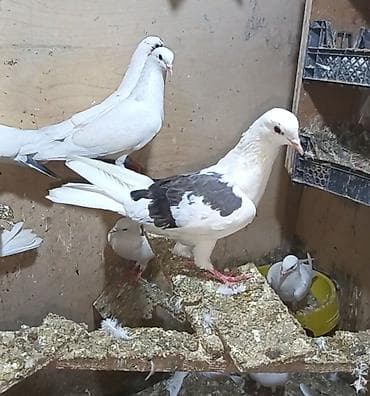 Qoş cep mayadı 12.13 olmalıdır təcili pul lazimdi deyen qoydum bugun — 2