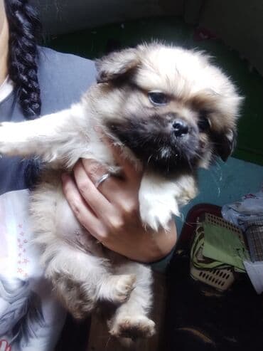 liqorin toyuğu: Balaca, oyuncaq ölçülü balalar – qısa burunlu, iri, parlaq gözlü və — 6