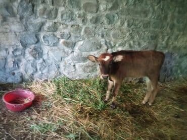pişik su wabı: Dişi, il: 3, Südlük — 10