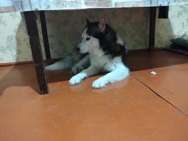 keci dərisi: Xaski, Dişi, Peyvəndli, Ünvandan götürmə, Pulsuz çatdırılma, Ödənişli çatdırılma — 4