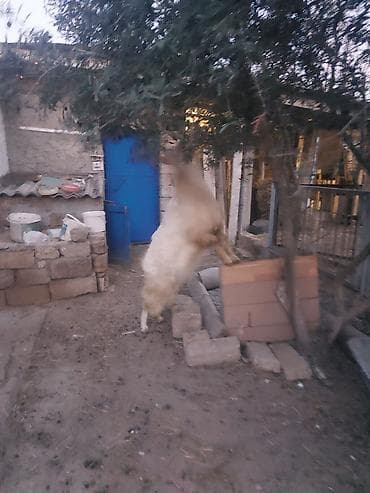 Akvariumlar: Erkək, il: 2, Damazlıq — 4