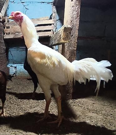 Cücələr: Xoruz, Heyratı, il: 1, Ünvandan götürmə — 2