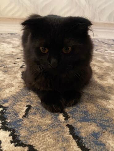 simental inekler satilir: Şotland yastı qulaq, Erkək, Yaxşı əllərə — 1