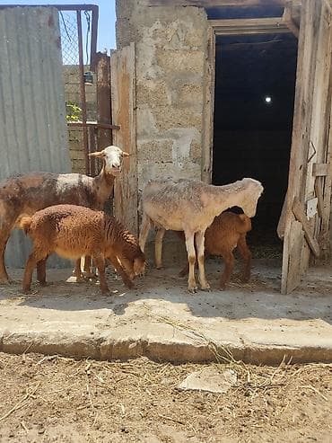 hindquşu balası: Anabala. qoyunlar quzular 3 ana 3 balla qiymet bir ana bir balaya — 2