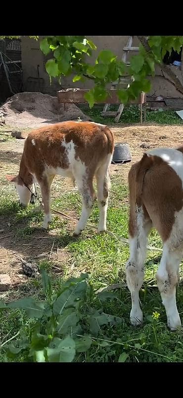 симентал: 2 baş simmental tipli dana - Növ: ətlik-südlük istiqamətli simmental — 4