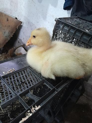 Гуси: Məhsul: Qaz balaları Təsvir: linda sortudur 25 günlük balalar uje — 7