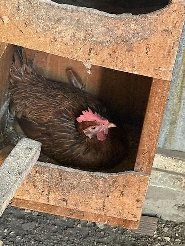 Qırt toyuq keçen ilin feresidi 2 gündü küt yatır — 1