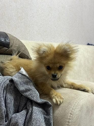 alabaý itleri: Şpitz — 6