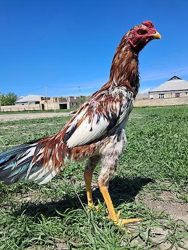 sotland pisik satisi: Sahibləndirilir — 8