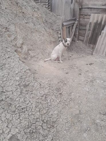 отдам собаку в хорошие руки: Дог, 1 год, С прививками — 1