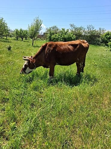 kreditle inekler: Dişi, Simental, il: 9, Südlük, Ünvandan götürmə — 3