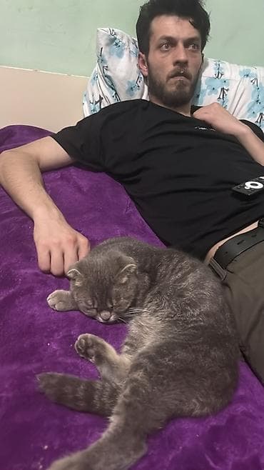 pişik cantası: Şotland, Dişi, Cütləşmə üçün, Pulsuz çatdırılma — 1