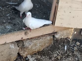 значок хары бюльбюль купить: Salam 12tuk tutulma ag maya qiymet 10manat maşdagadadir 0516831165 — 2