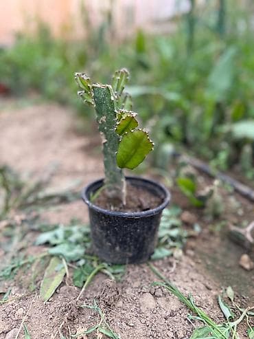 ad gunu samlari: Sağlam və böyüməkdə olan əjdaha meyvəsi (Pitahaya) şitili satılır. Ev — 4