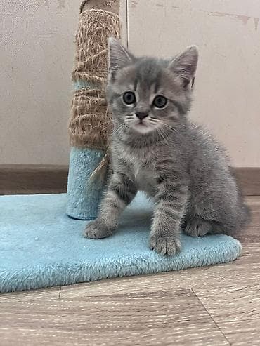 Boş vaxtını əyləncəli keçirməsi və dırnaqlarını təhlükəsizcə itiləməsi