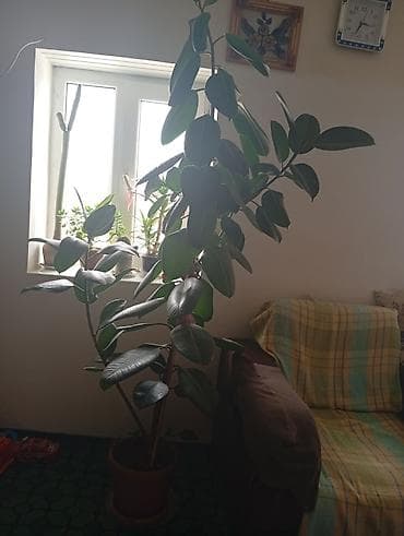 bitki guli: Böyük ölçülü otaq bitkisi – Ficus elastica (rezinli fikus) - Növ — 2